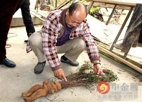 人形何首烏|人形何首烏，你知道它是什麼物種嗎？